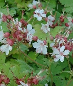 Géranium à fleurs blanc rosé, Tuin en Terras, Ophalen, Bodembedekkers, Vaste plant, Halfschaduw