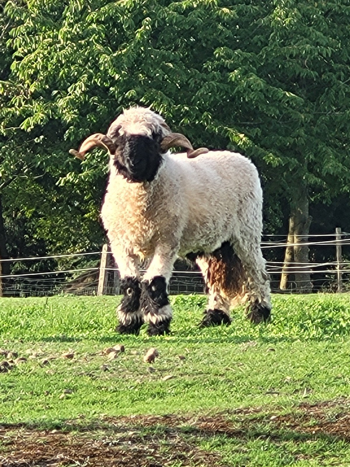 3 Mooi getekende Walliser Schwarznase Rammen, Dieren en Toebehoren, Meerdere dieren, Schaap, 0 tot 2 jaar