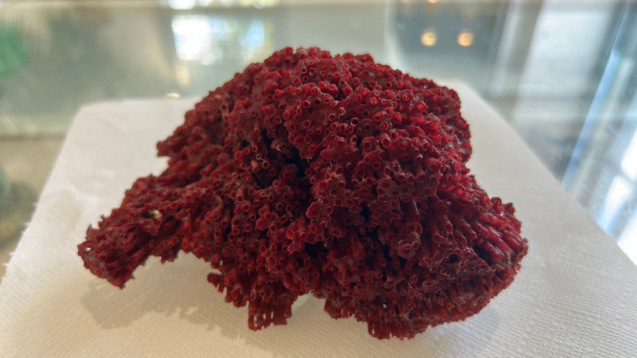 Corail Rouge ,Tubipora musica, ou orgue de mer., Collections, Enlèvement ou Envoi, Fossile