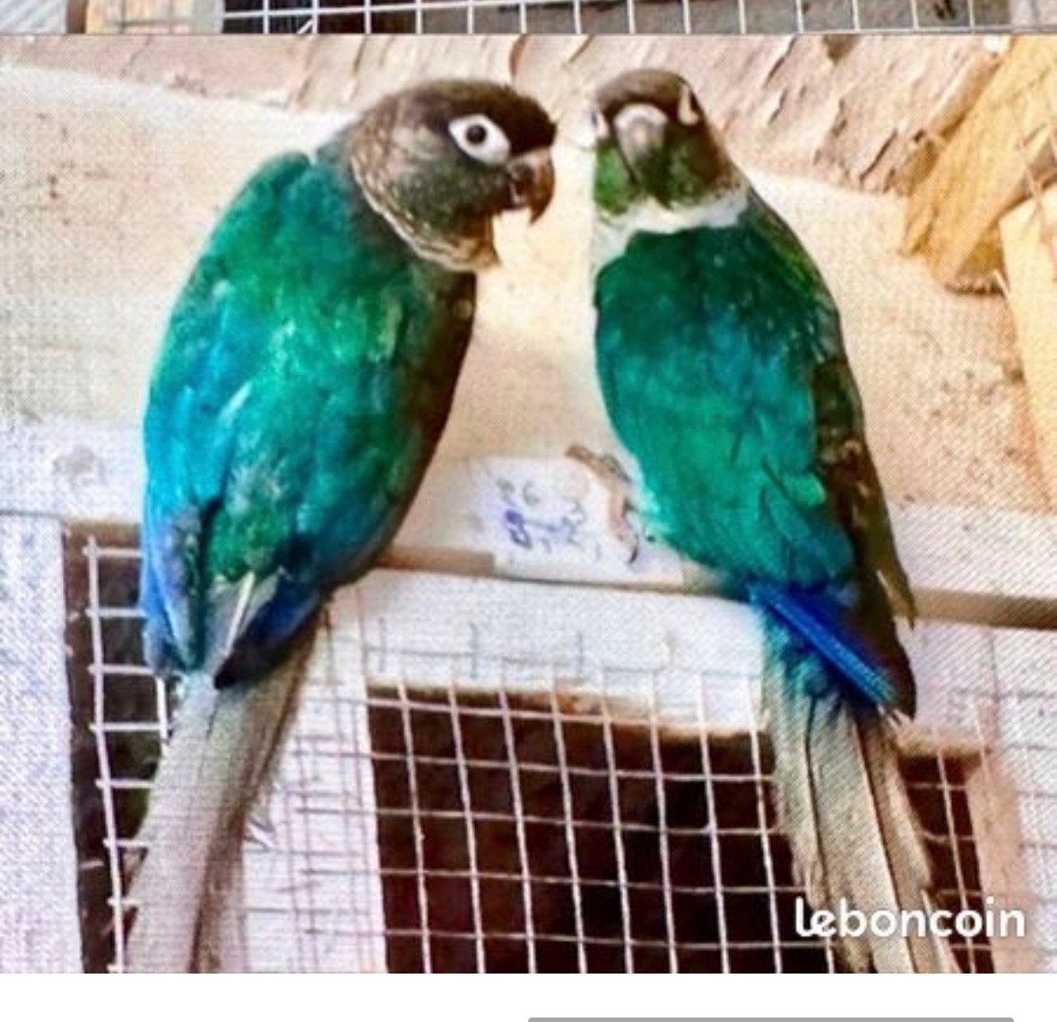 Conure, Animaux & Accessoires, Enlèvement ou Envoi