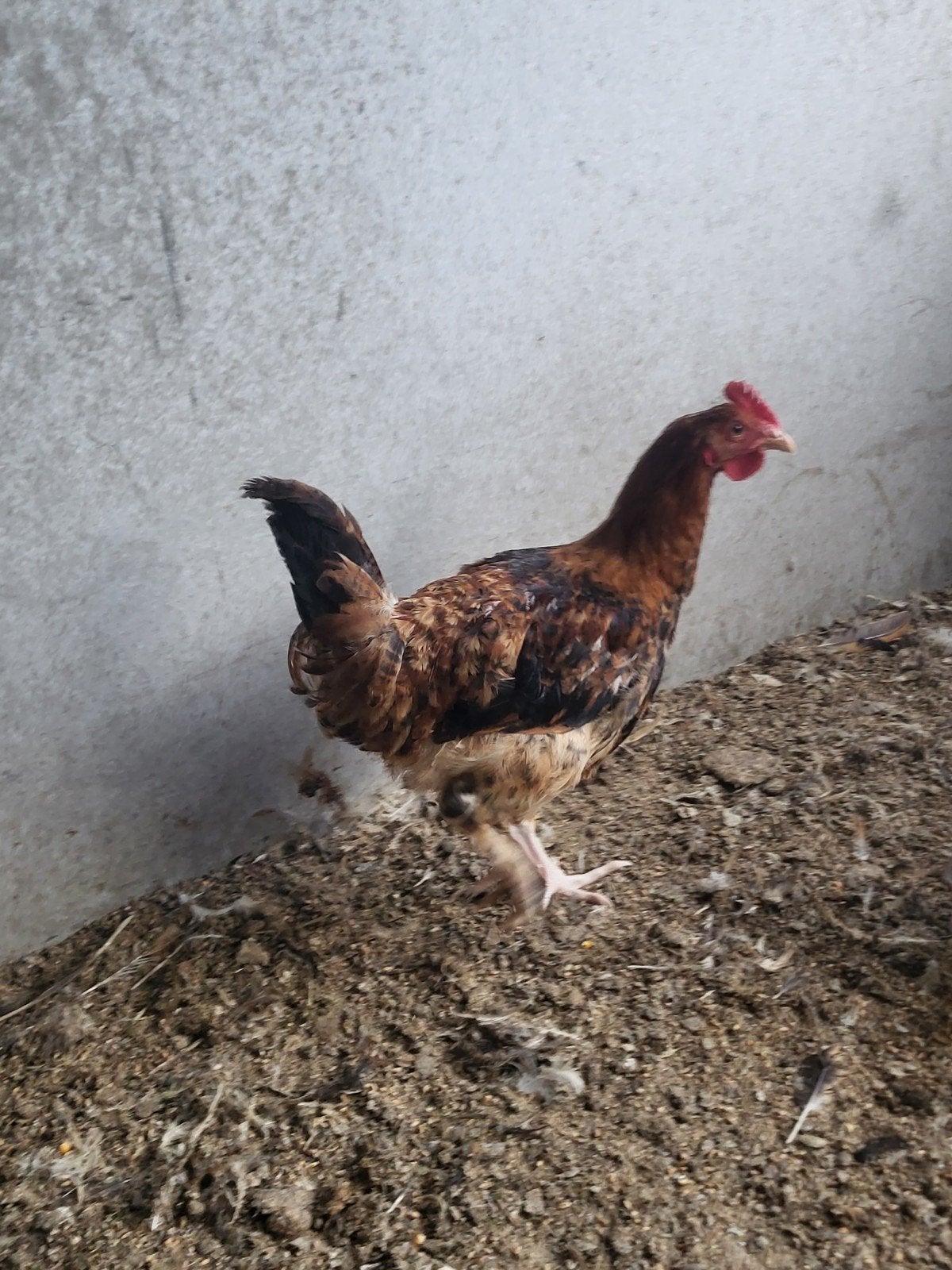 jonge marans tarwe haan, Dieren en Toebehoren, Mannelijk, Kip