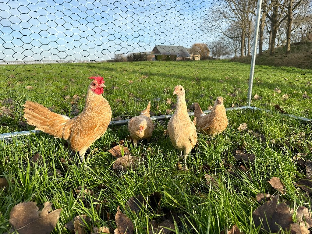 Jonge Sebright geel wit gezoomd krielen gesekst en ingeënt, Dieren en Toebehoren, Vrouwelijk, Kip