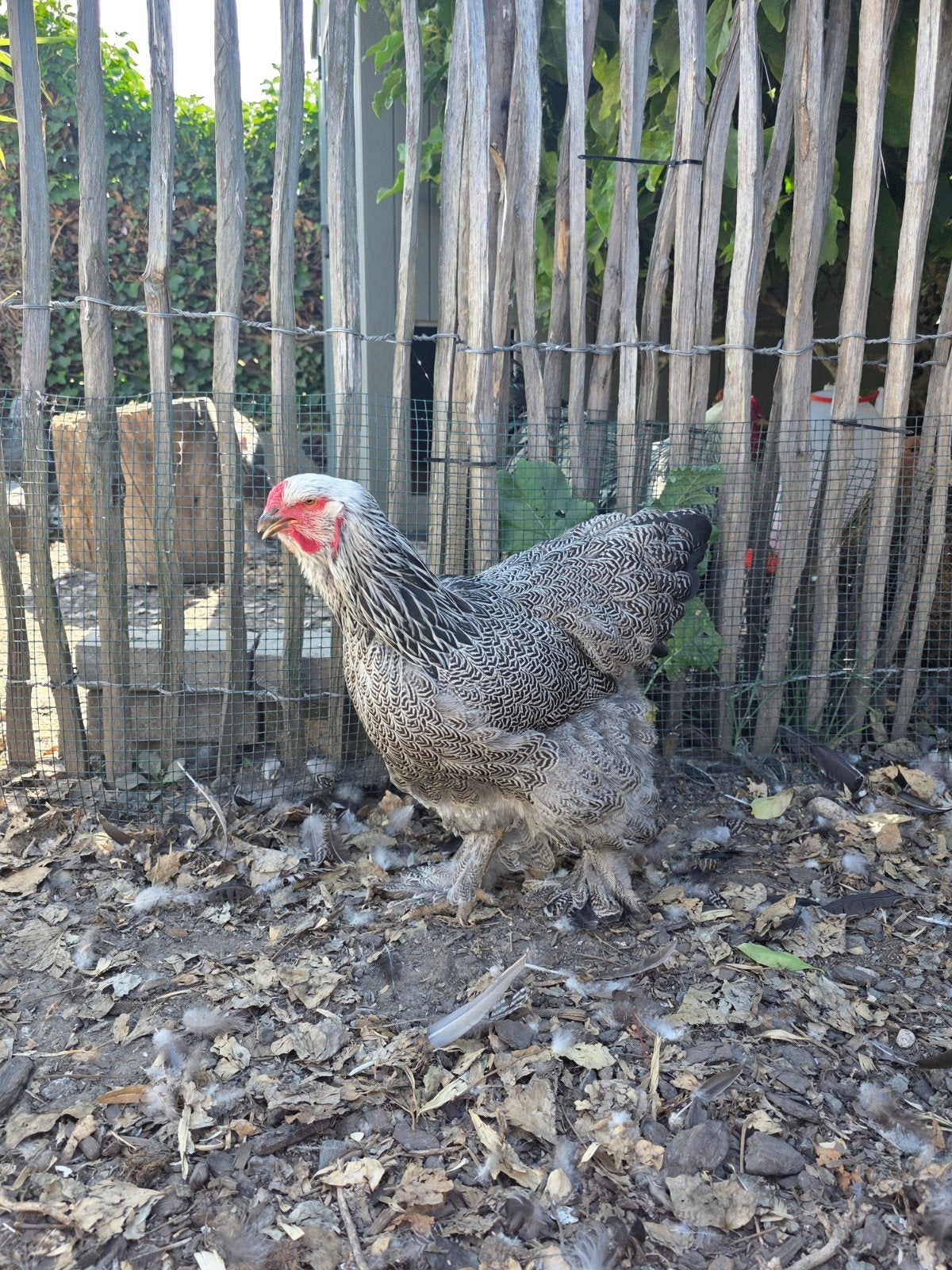 brahma zilverpatrijs hen, Dieren en Toebehoren, Pluimvee