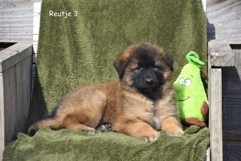 Prachtige Tervurense Herder pup, Parvo, België, 8 tot 15 weken, Meerdere