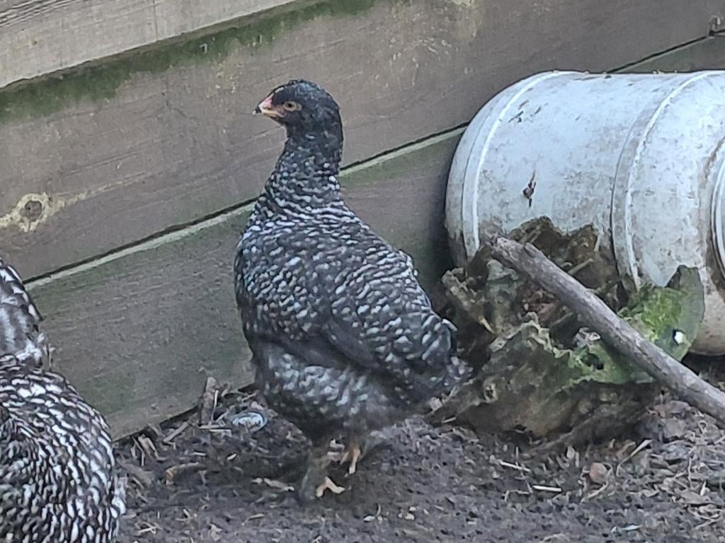 Mechelse koekoek hen en/of haan te koop 3 maanden oud, Dieren en Toebehoren