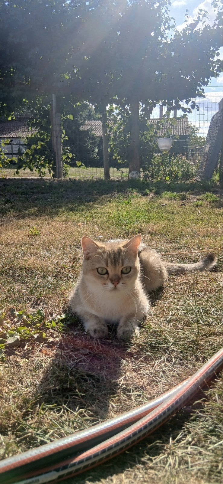 KATTIN EST PARTI D'URGENCE, Chatte ou Chat, À poils courts, 3 à 5 ans