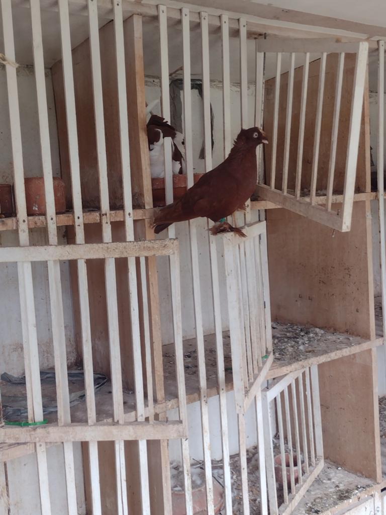 Verschillende tuimelaars jonge van dit jaar, Plusieurs animaux, Pigeon culbutant ou Roller