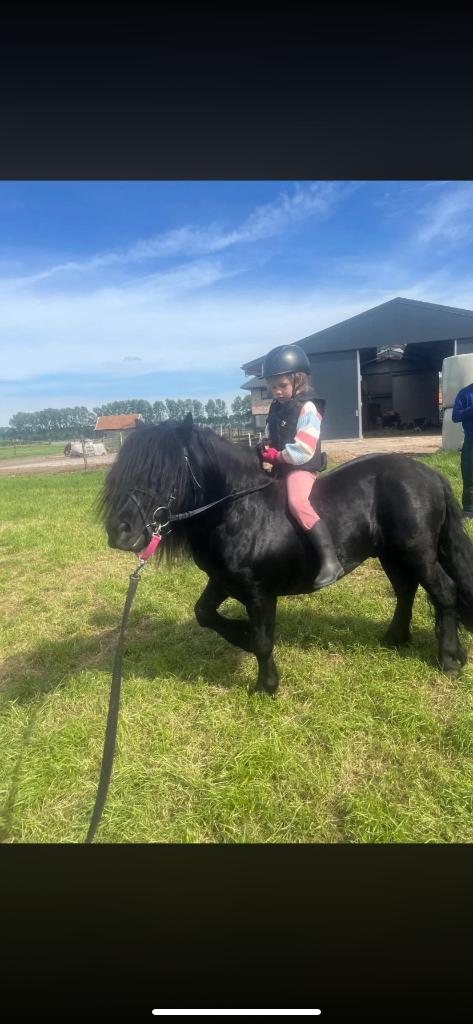 Ponny, Dieren en Toebehoren, Pony's, Hengst, A pony (tot 1.17m), 7 tot 10 jaar