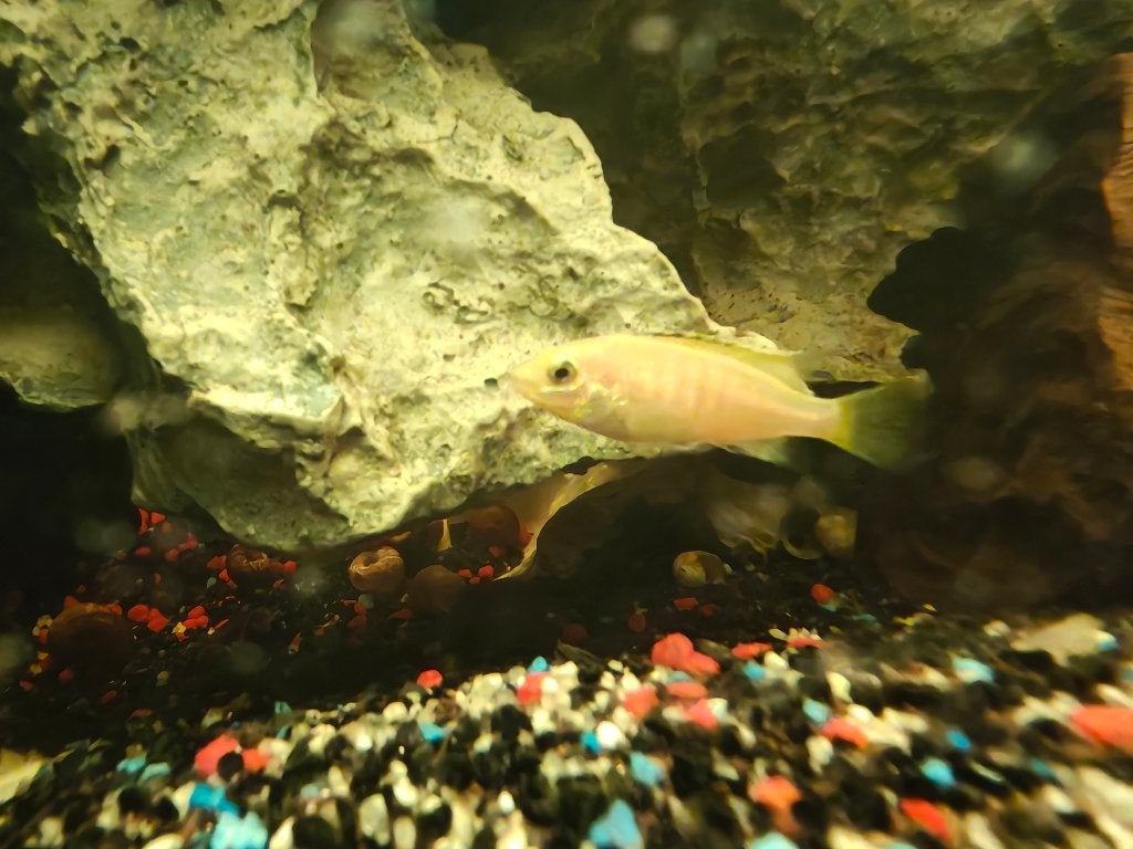 labidochromis caeruleus Yellow / Malawi cichlide, Dieren en Toebehoren, Vis, Zoetwatervis