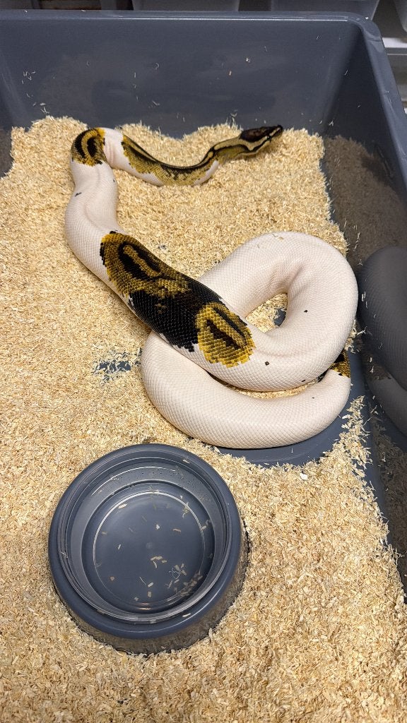 0.1 Yellow Belly Pied het Desert Ghost Kweekvrouw, Dieren en Toebehoren, Reptielen en Amfibieën, Slang, Tam, 3 tot 6 jaar