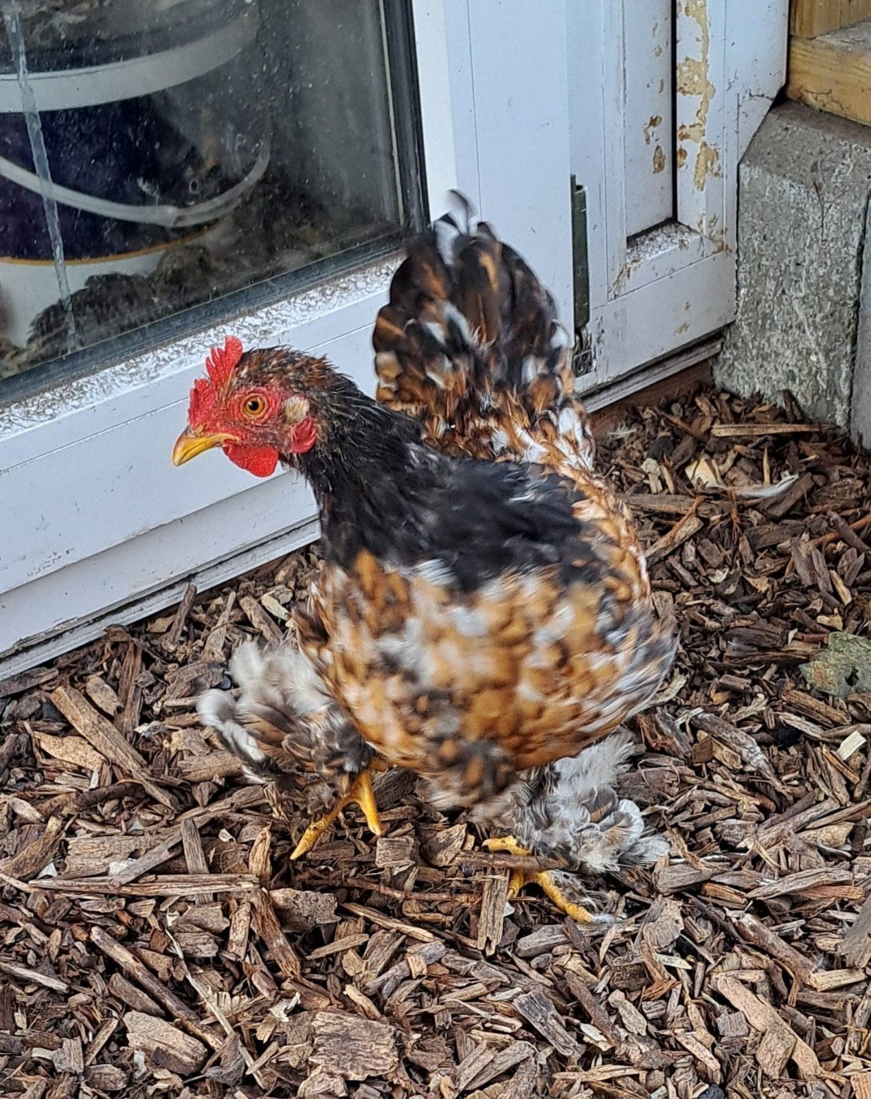 Cochin kriel te koop, Dieren en Toebehoren