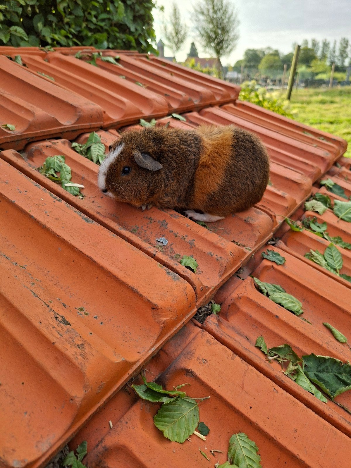 Rex zeugje te koop, Dieren en Toebehoren, Knaagdieren, December, Vrouwelijk, Cavia