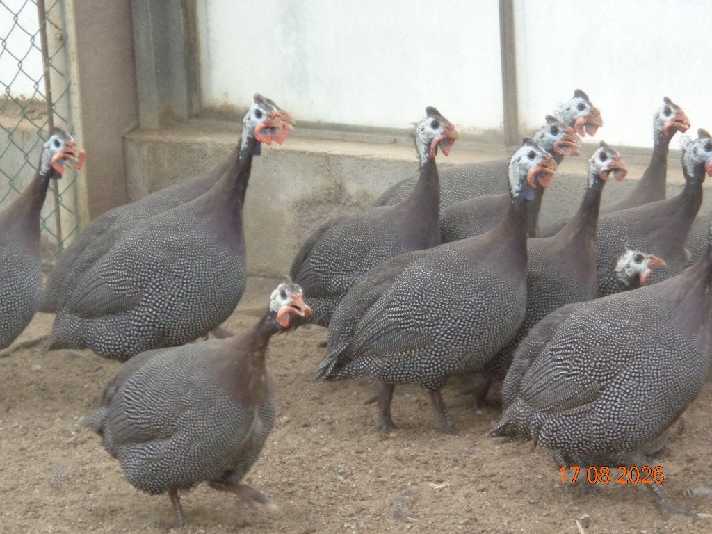 parelhoen, Animaux & Accessoires, Plusieurs animaux, Autres espèces