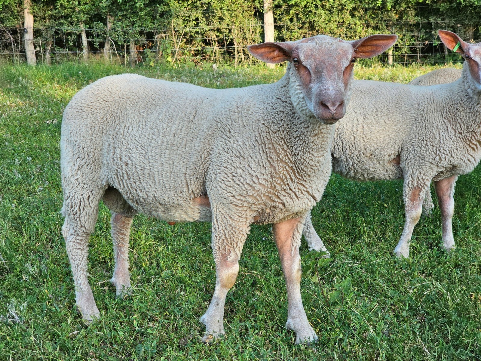 Charollais ramlam dekram, Meerdere dieren, Schaap, 0 tot 2 jaar