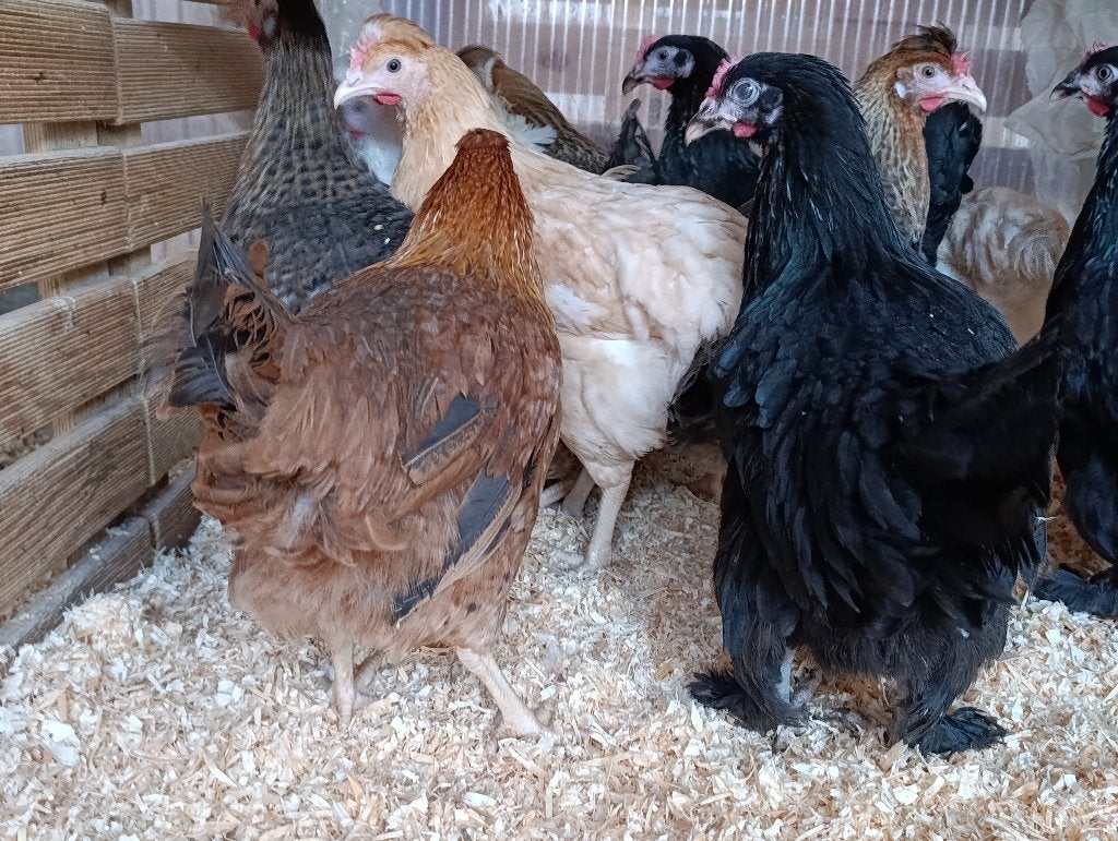 poussins d'un jour pondeurs bleu/olive/chocolat,22 septembre, Femelle, Poule ou poulet