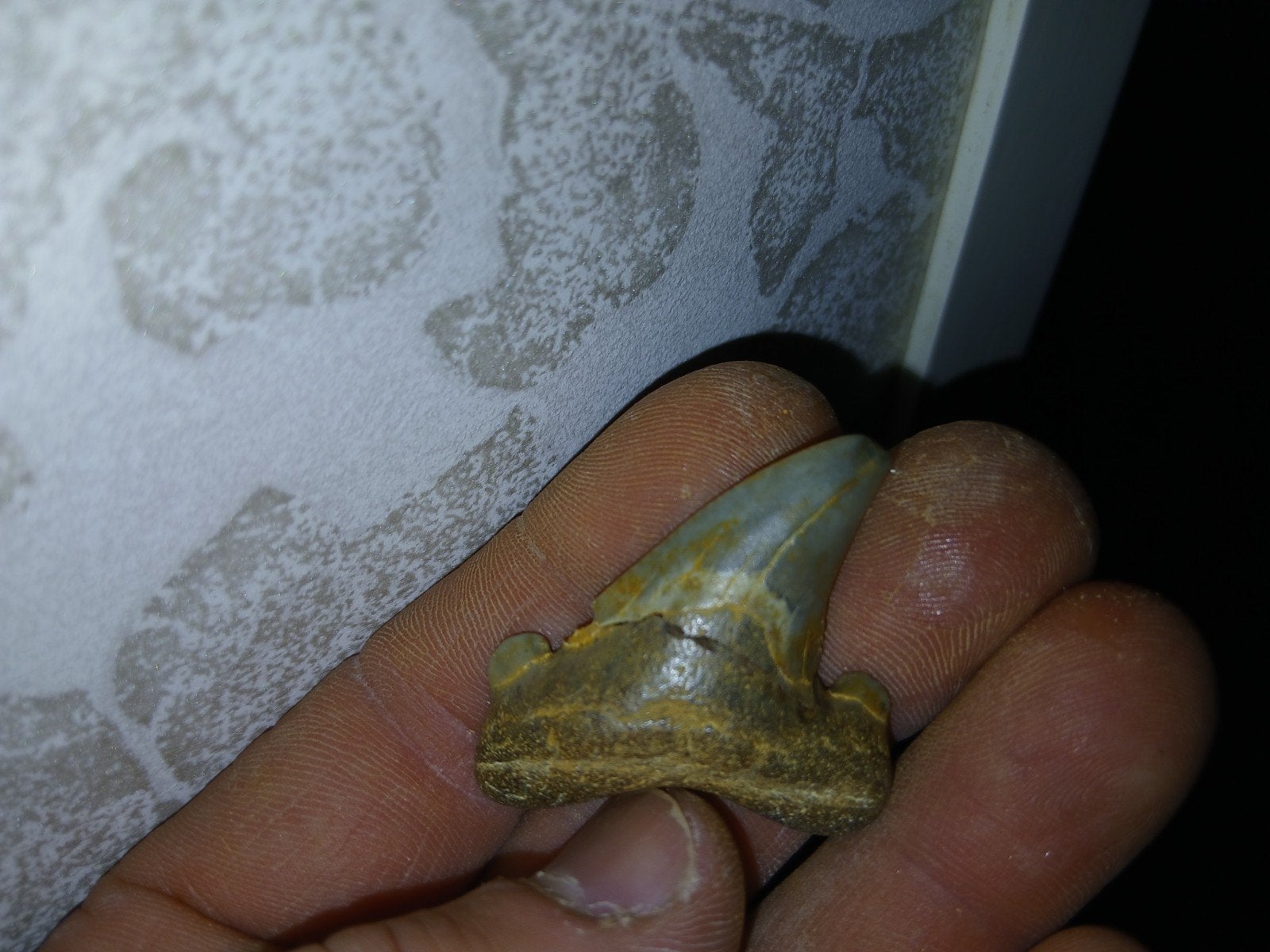 Otodus auriculatus, Ophalen of Verzenden