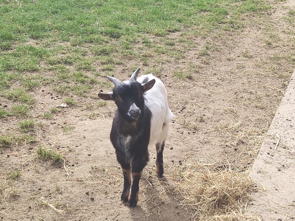 Dwerggeit bokje, Dieren en Toebehoren, Mannelijk, Geit, 0 tot 2 jaar