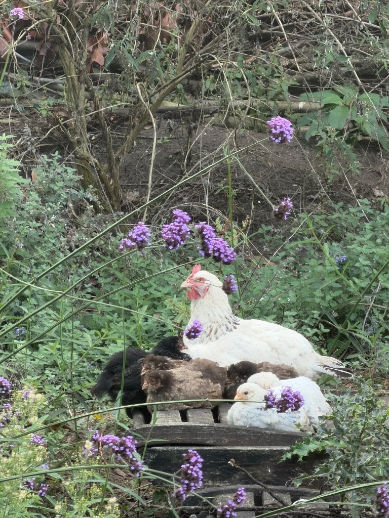 Gratis jonge kipjes, Dieren en Toebehoren
