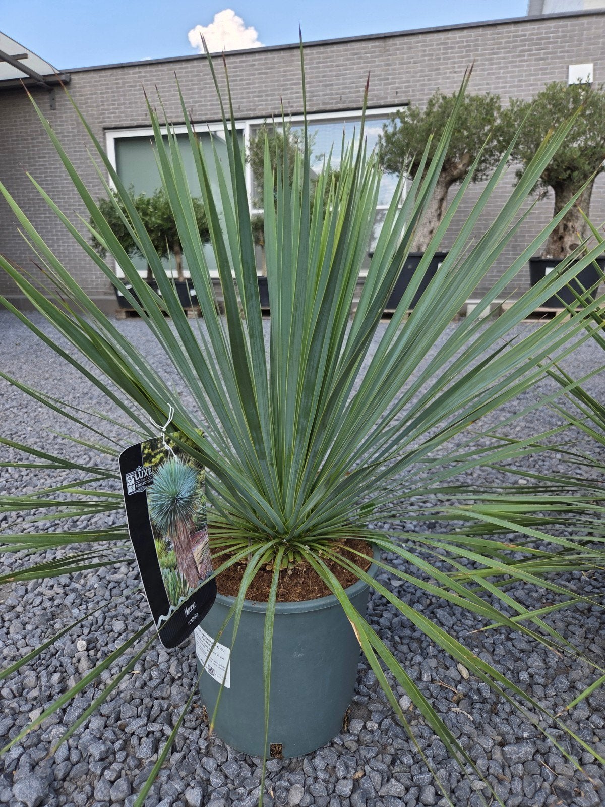 Yucca Rostrata - palmlelie, Ophalen