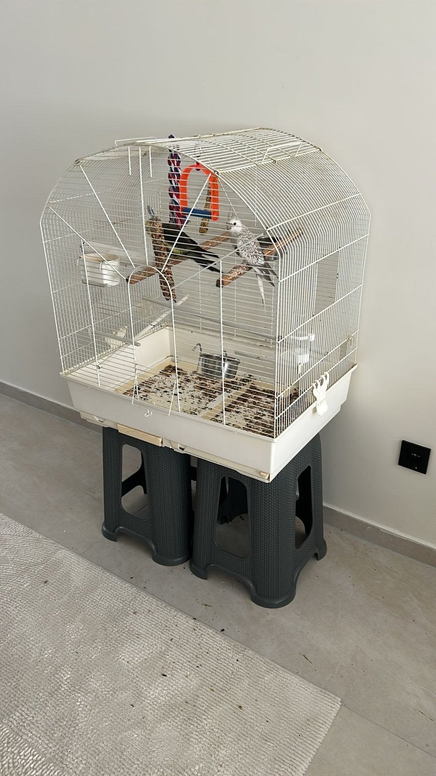 Couple de calopsitte + cage, Animaux & Accessoires, Enlèvement, Comme neuf