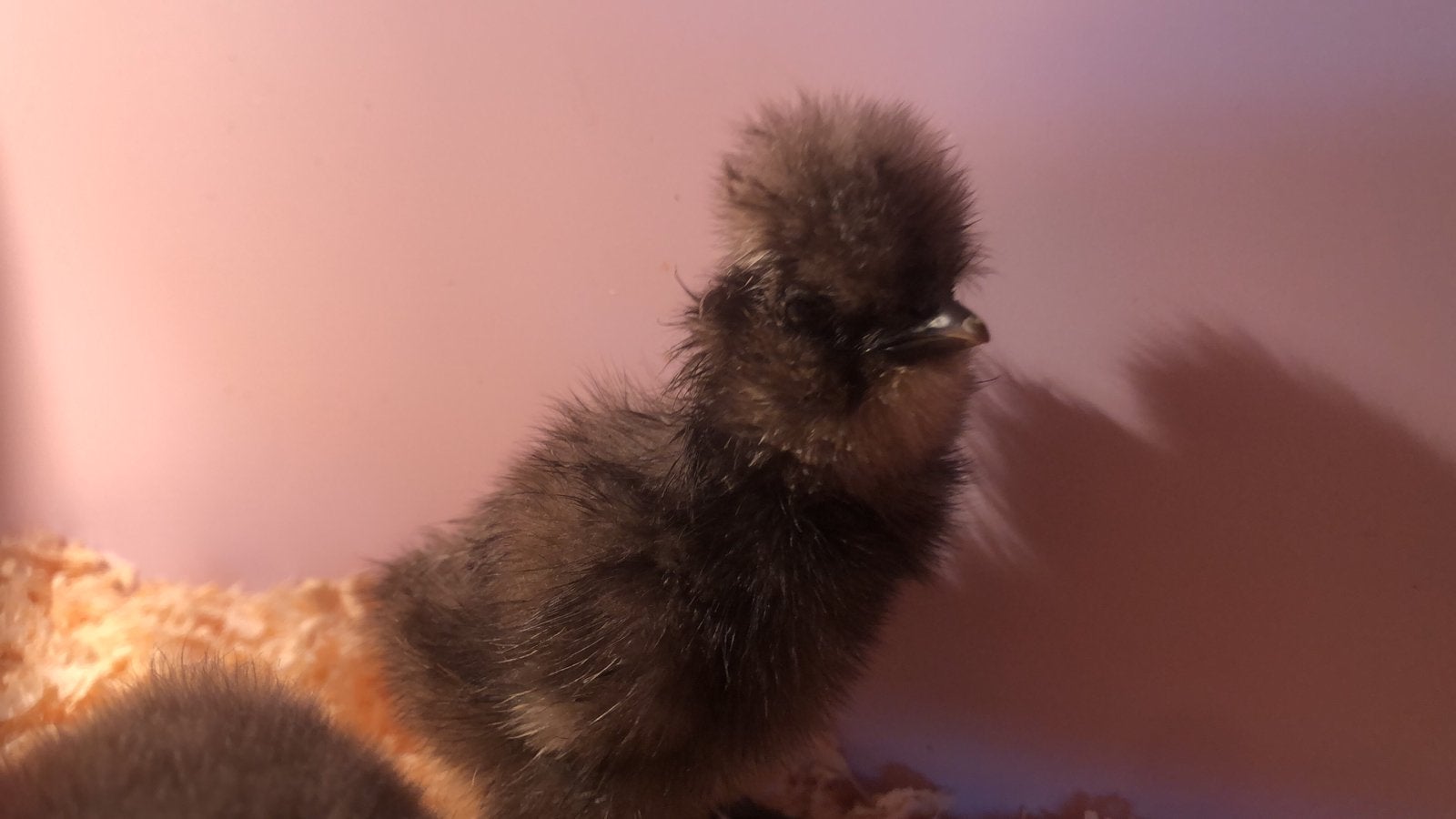 Usa zijdehoen geboren op 21/06, Dieren en Toebehoren