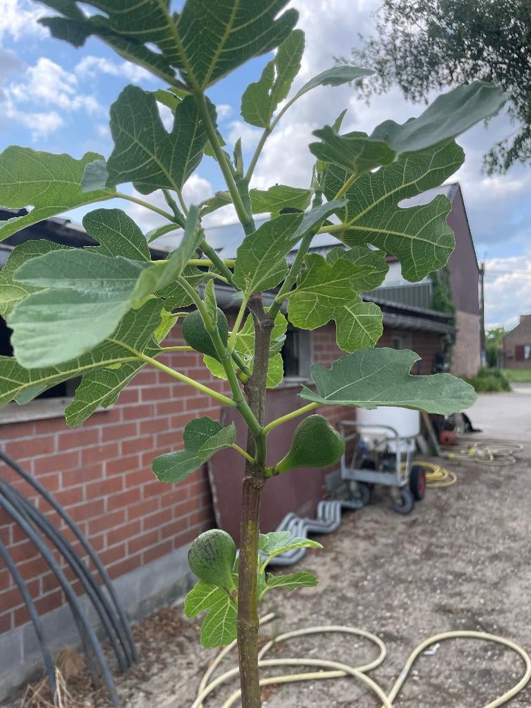 Vijgen bomen, Enlèvement, En pot