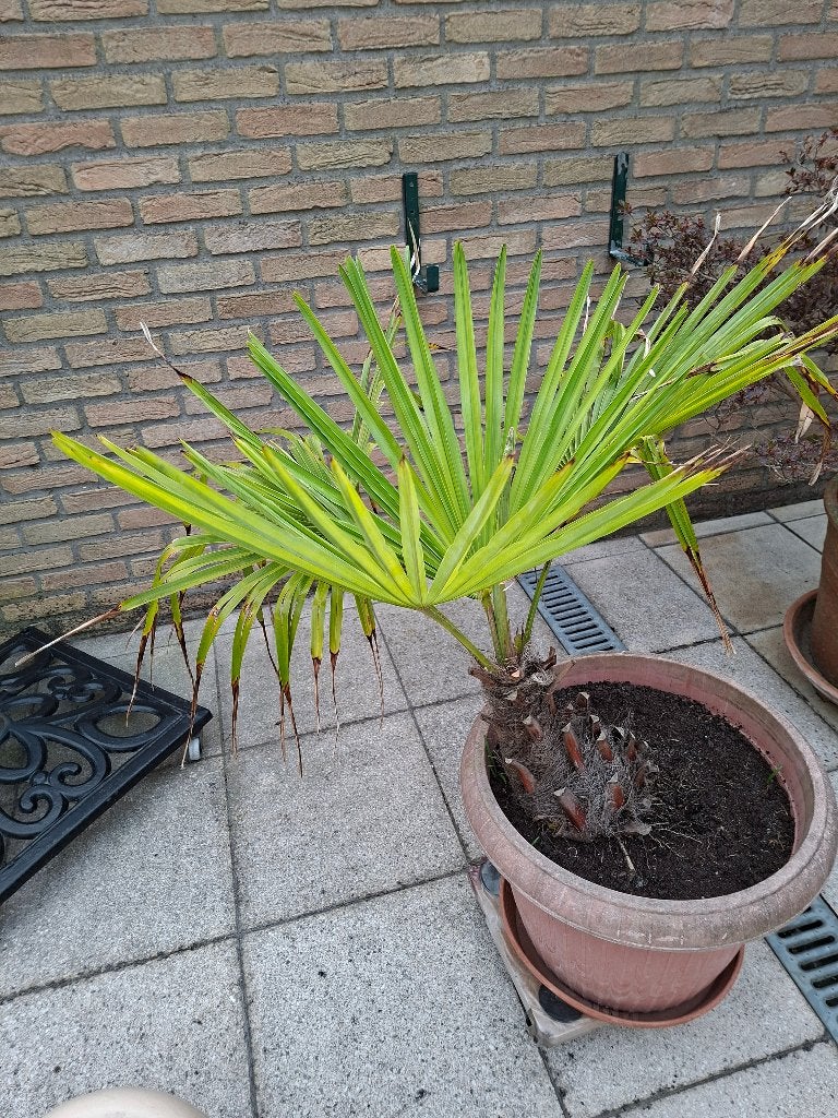 palmbomen, Tuin en Terras, Planten | Bomen, Minder dan 100 cm, Palmboom, Ophalen, Volle zon