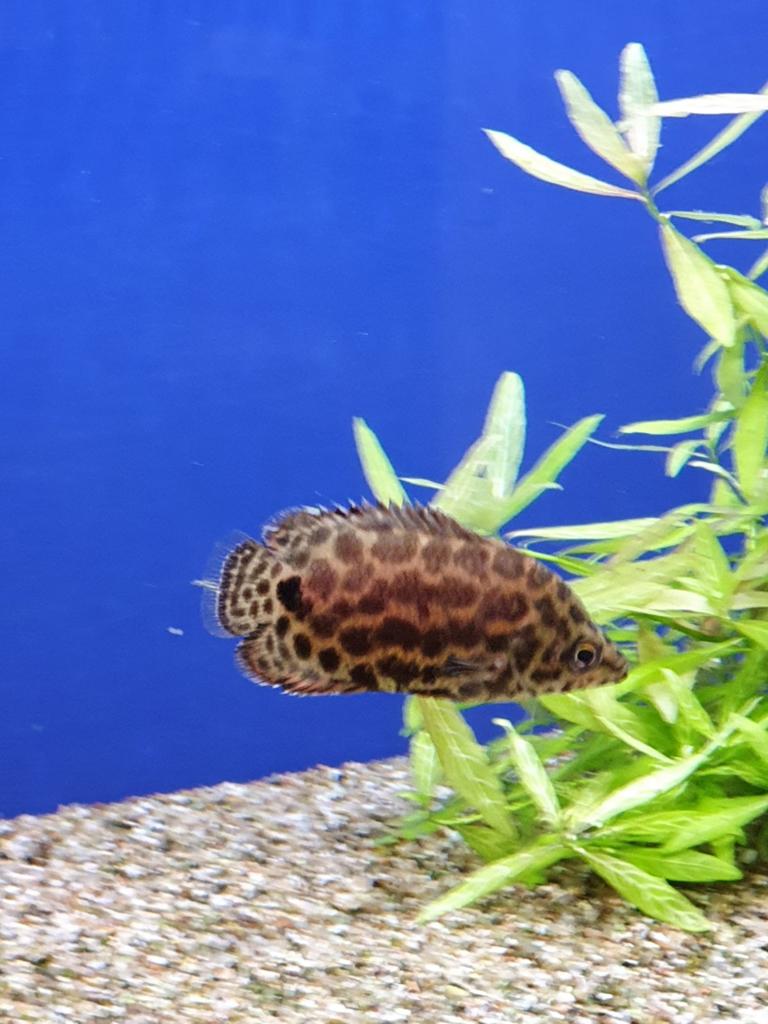 Cichlid, Dieren en Toebehoren, Vissen | Aquariumvissen, Vis