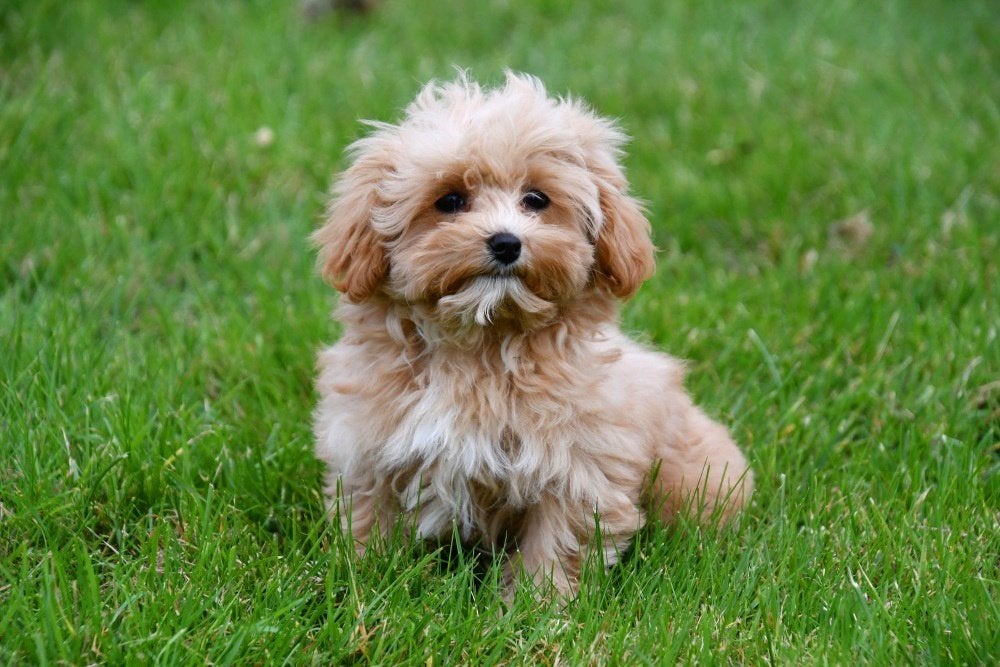 Maltipoo pups te koop