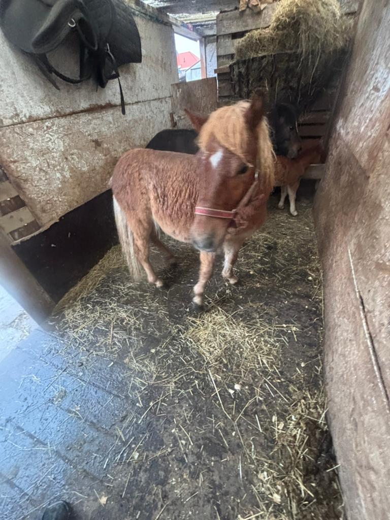Je vends un poney de 13 mois.  95 cm.Mâle, Animaux & Accessoires, Ne s'applique pas
