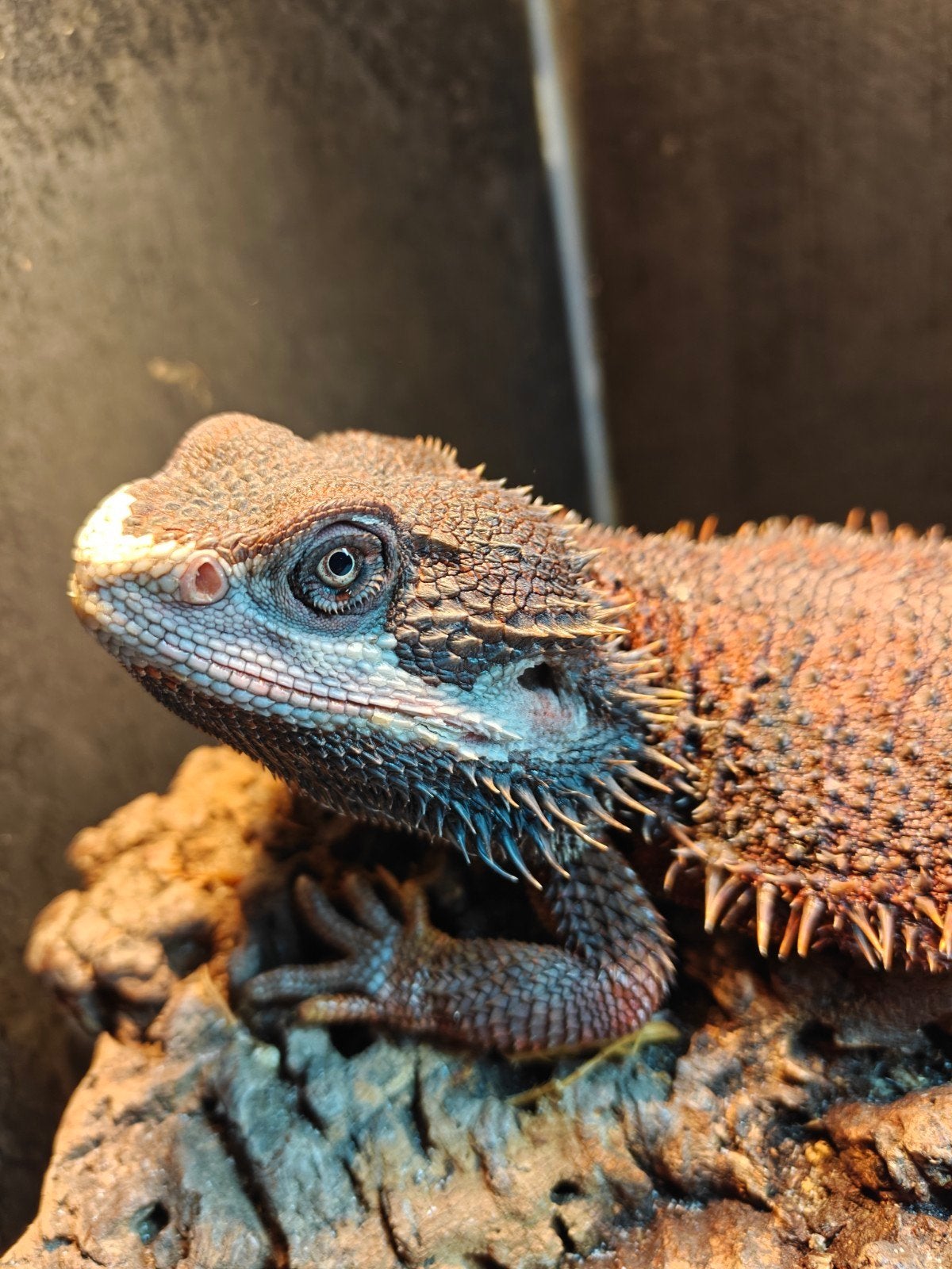 Prachtige bewezen Red Monster Kweekman!, Animaux & Accessoires, Reptiles & Amphibiens, Lézard, Domestique, 0 à 2 ans