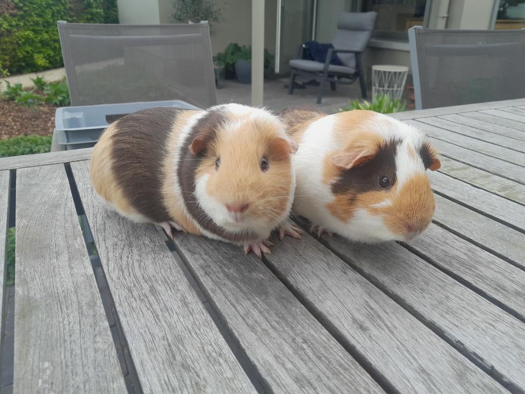 2 vrouwelijke cavia's van 6 maand, Dieren en Toebehoren, Cavia, December, Vrouwelijk, Tam