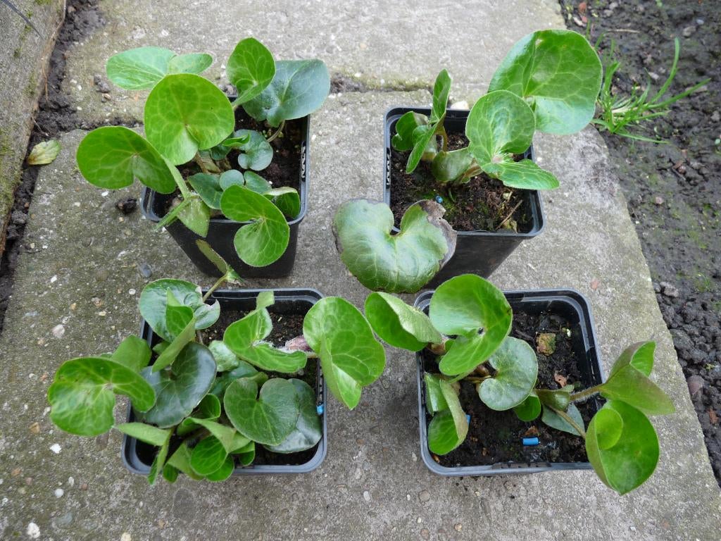 assarum, Tuin en Terras, Planten | Tuinplanten, Ophalen, Bodembedekkers, Vaste plant, Volledige schaduw