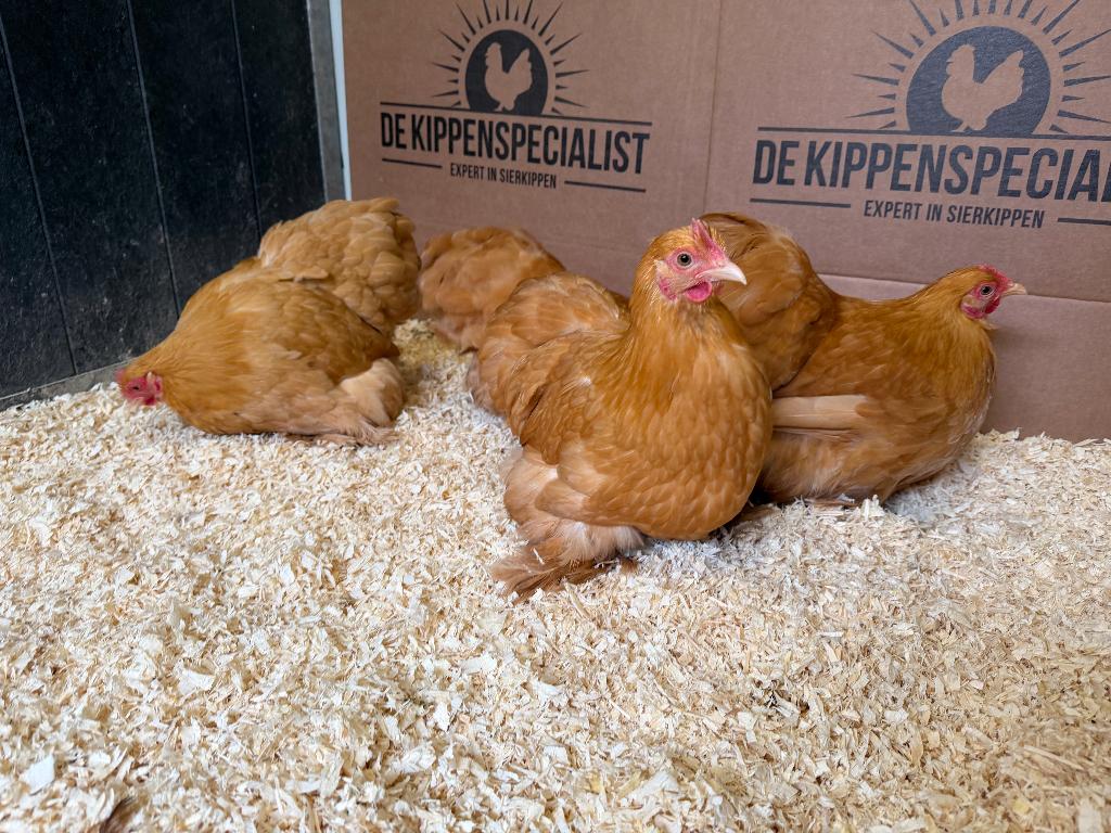 Cochin kriel kippen buff, gesekst + ingeënt, Dieren en Toebehoren, Vrouwelijk, Kip