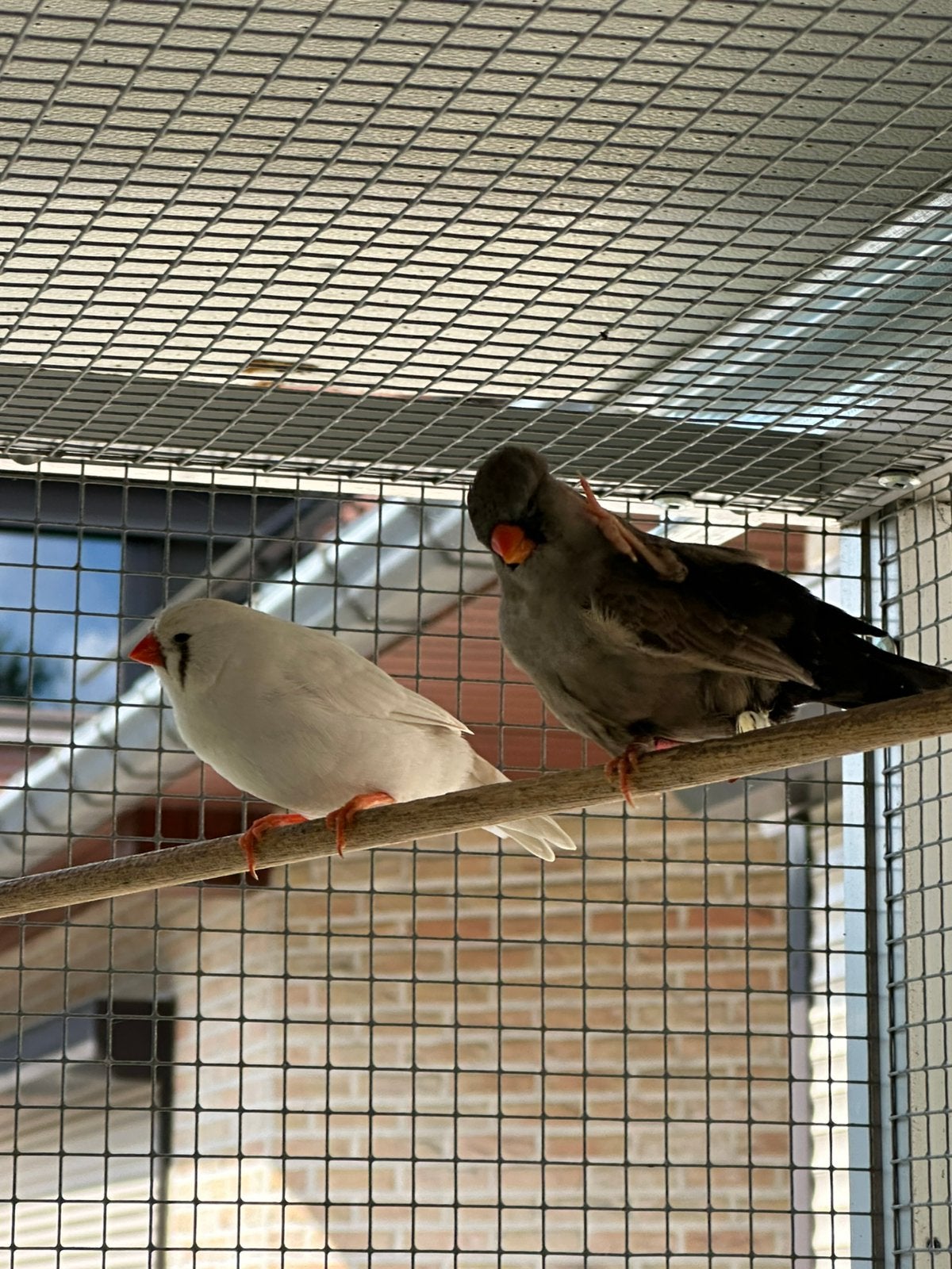 Pinsons zèbres charbonneux et fendu, Plusieurs animaux, Oiseau tropical