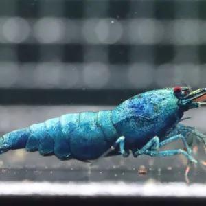 Blue Bolt donker blauwe garnalen high grade. Caridina