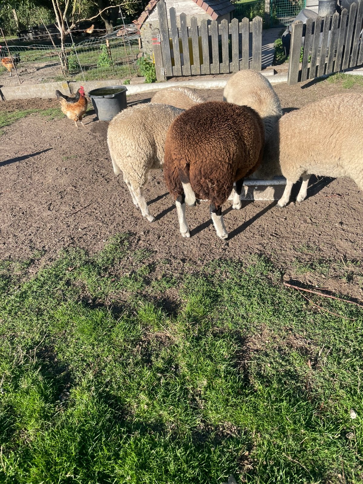 Schapen, Dieren en Toebehoren