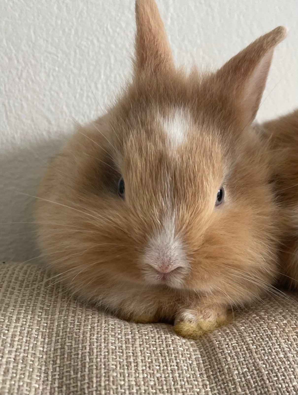 Dwergkonijntje blauwe ogen, Dieren en Toebehoren, Konijnen, Dwerg, 0 tot 2 jaar