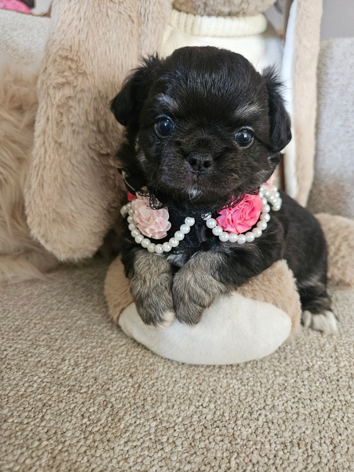 Chihuahua teefje, Chienne, Belgique, 8 à 15 semaines, Éleveur | Loisir