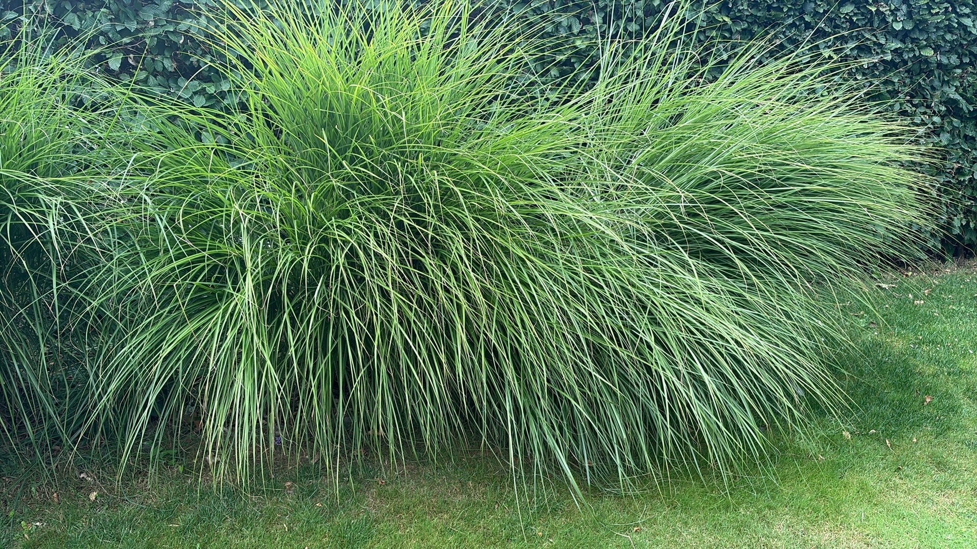 2 grandes herbes, Enlèvement