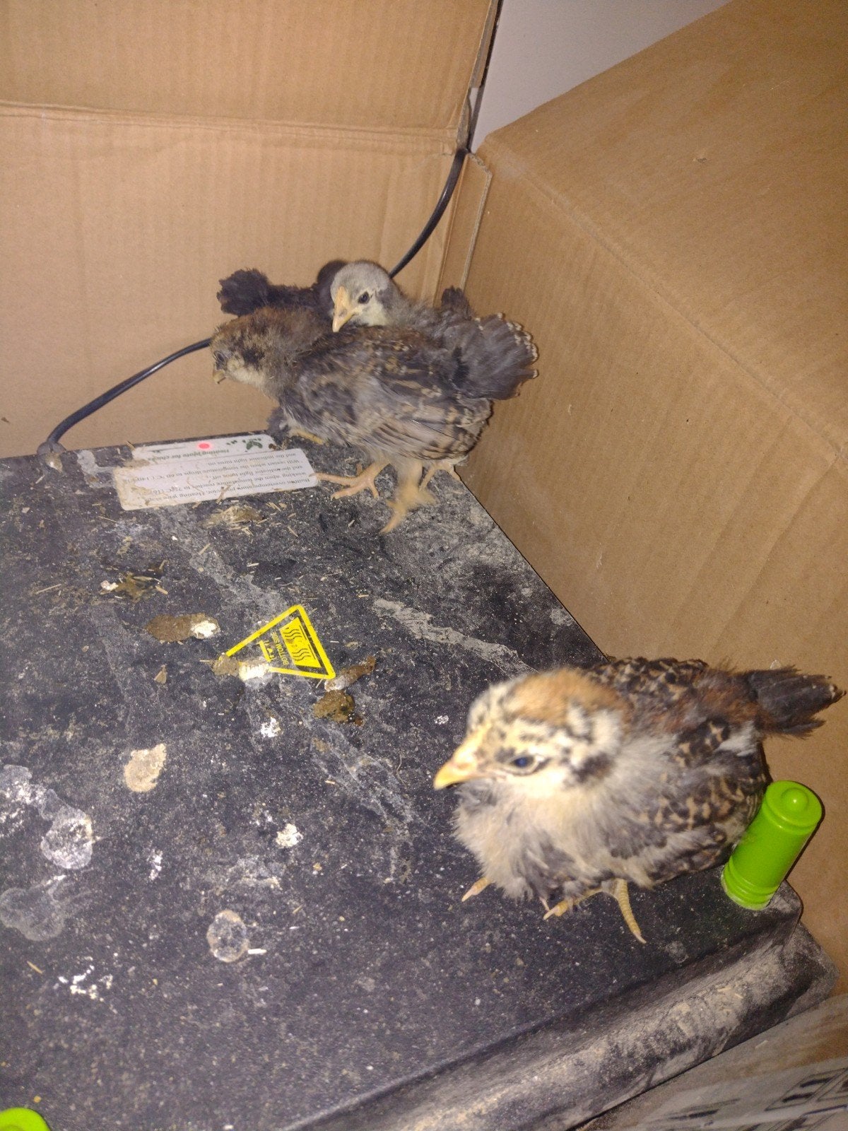 3 weeks oud kuikens, Dieren en Toebehoren, September
