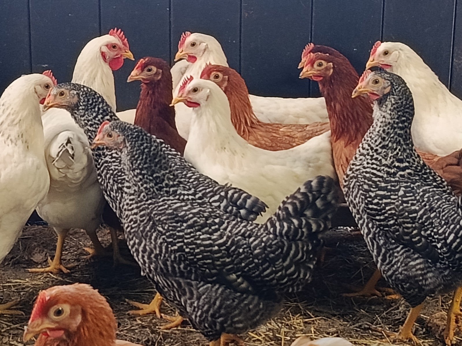 Diverse kleuren jonge legkippen, Dieren en Toebehoren, Kip