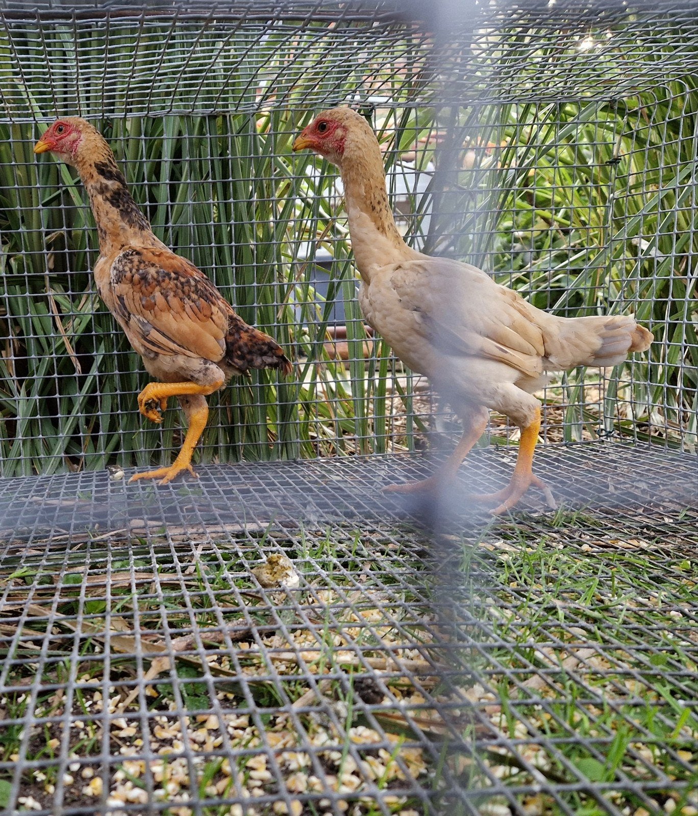 ko shamo, Dieren en Toebehoren, Vrouwelijk, Kip