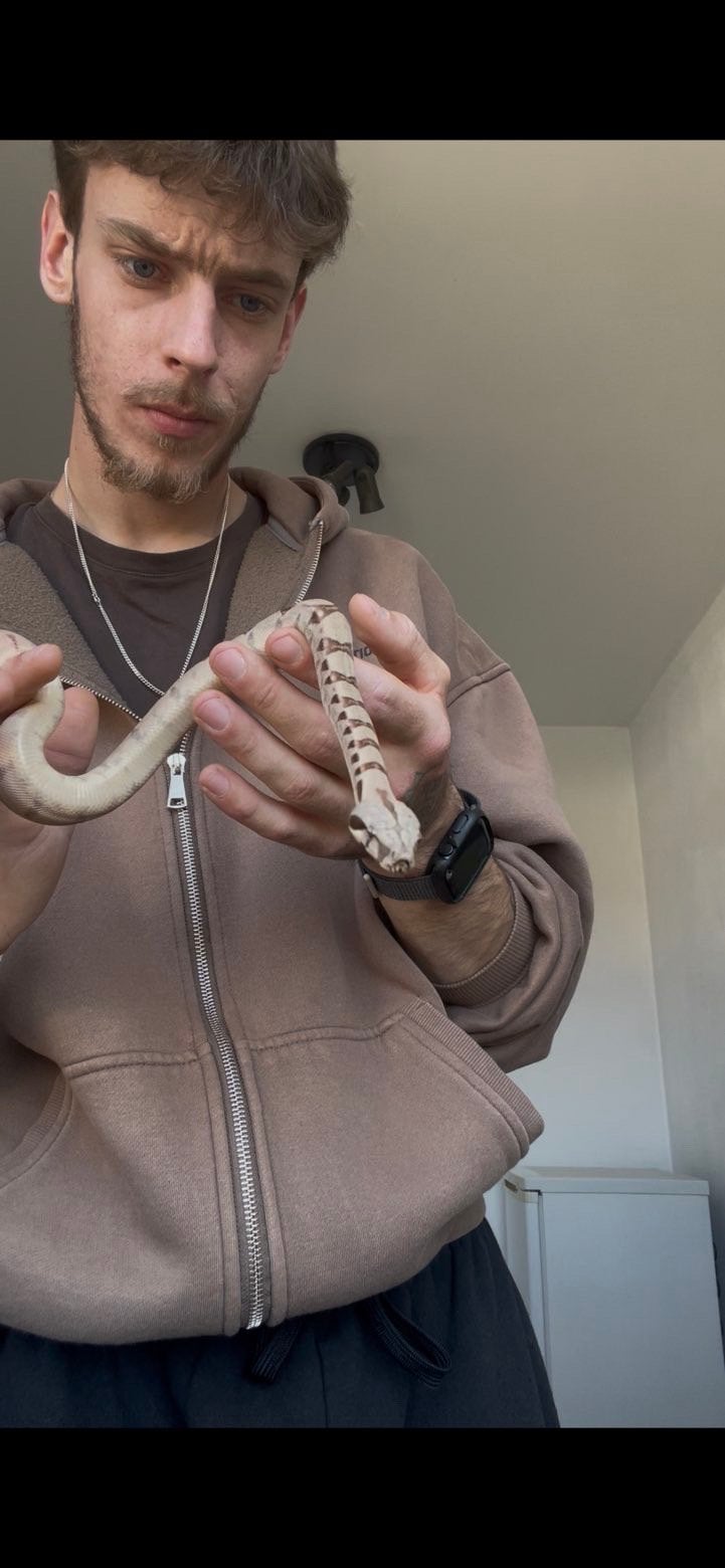 Boa Constrictor het hypo 100.albino 5 maand oud, Enlèvement, Comme neuf