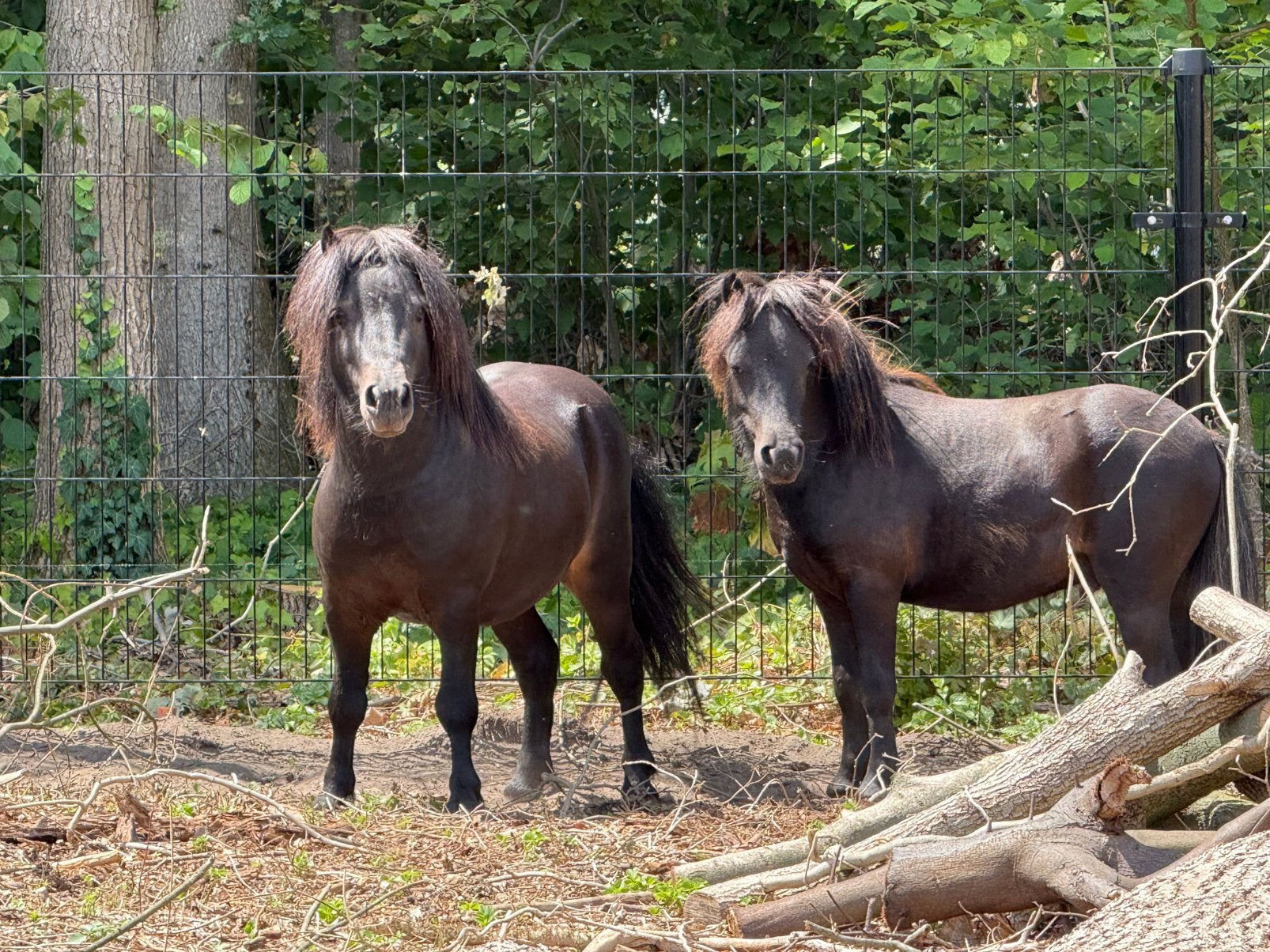 Père et fils des étalons Shetlander, Animaux & Accessoires, Poneys, Étalon, Non dressé, Poney A (jusqu'à 1.17 m), 0 à 2 ans