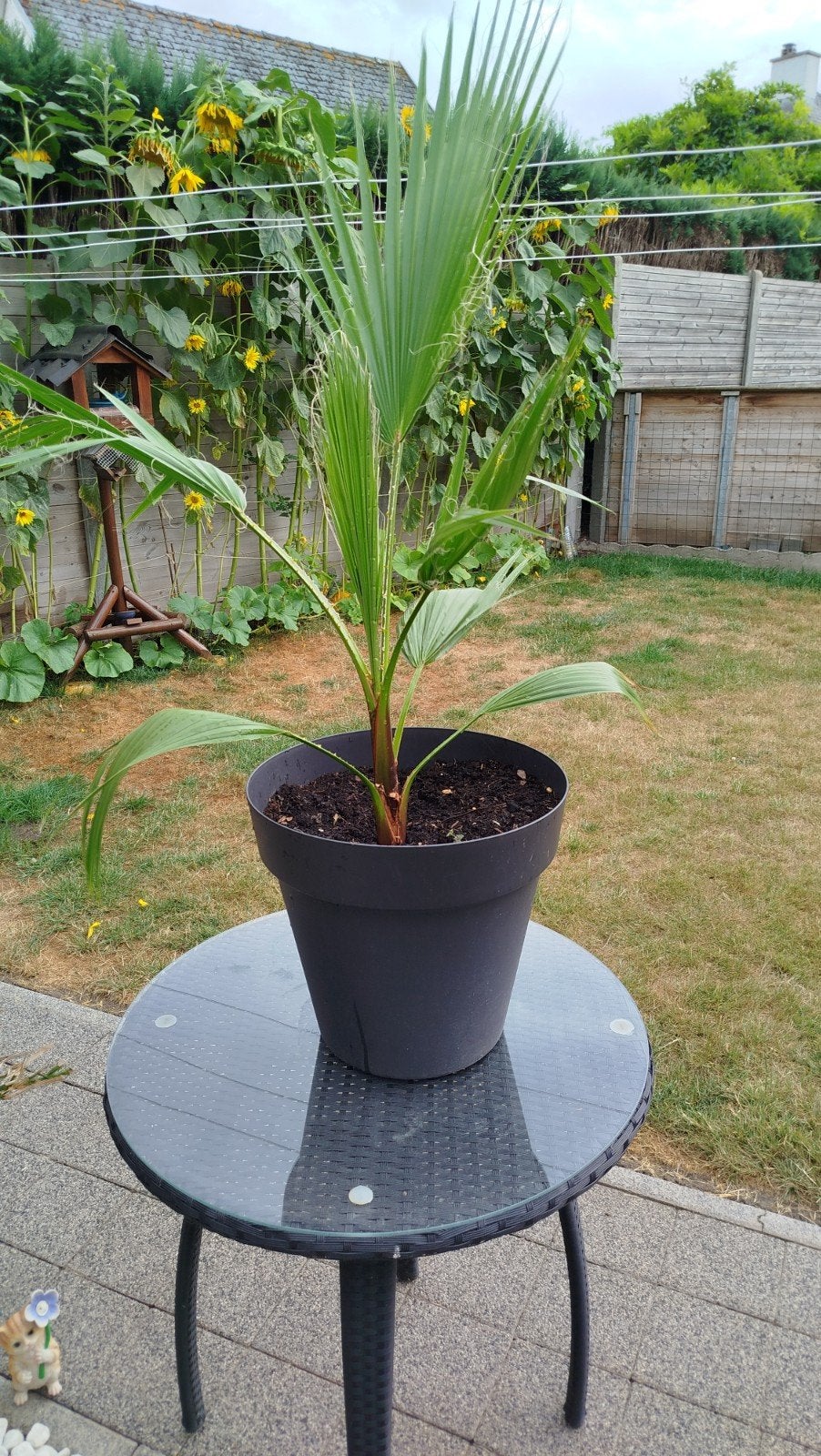 Palmboom Mexican fan palm, Tuin en Terras, Ophalen