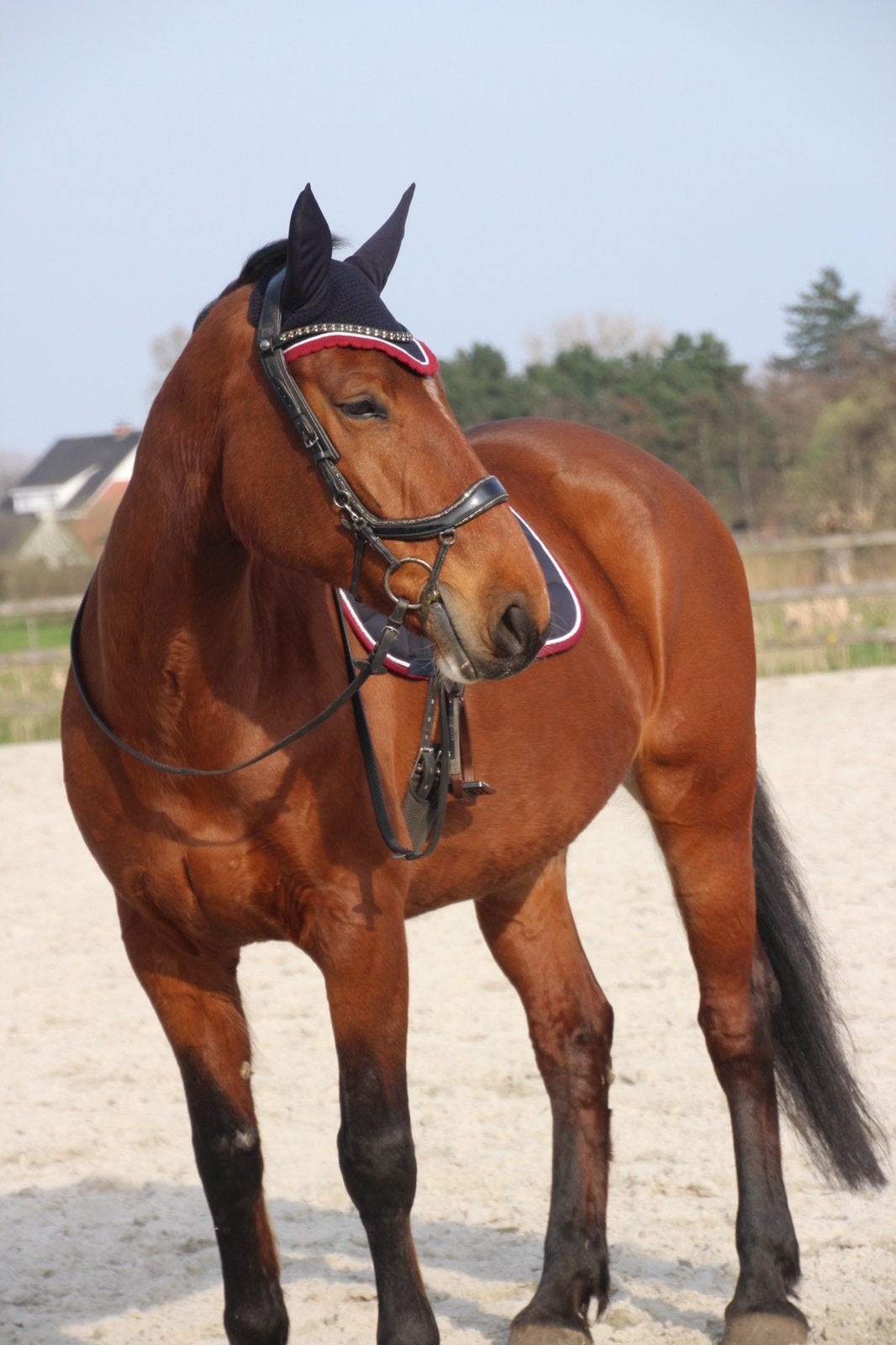 Springmerrie te koop, Merrie, Z