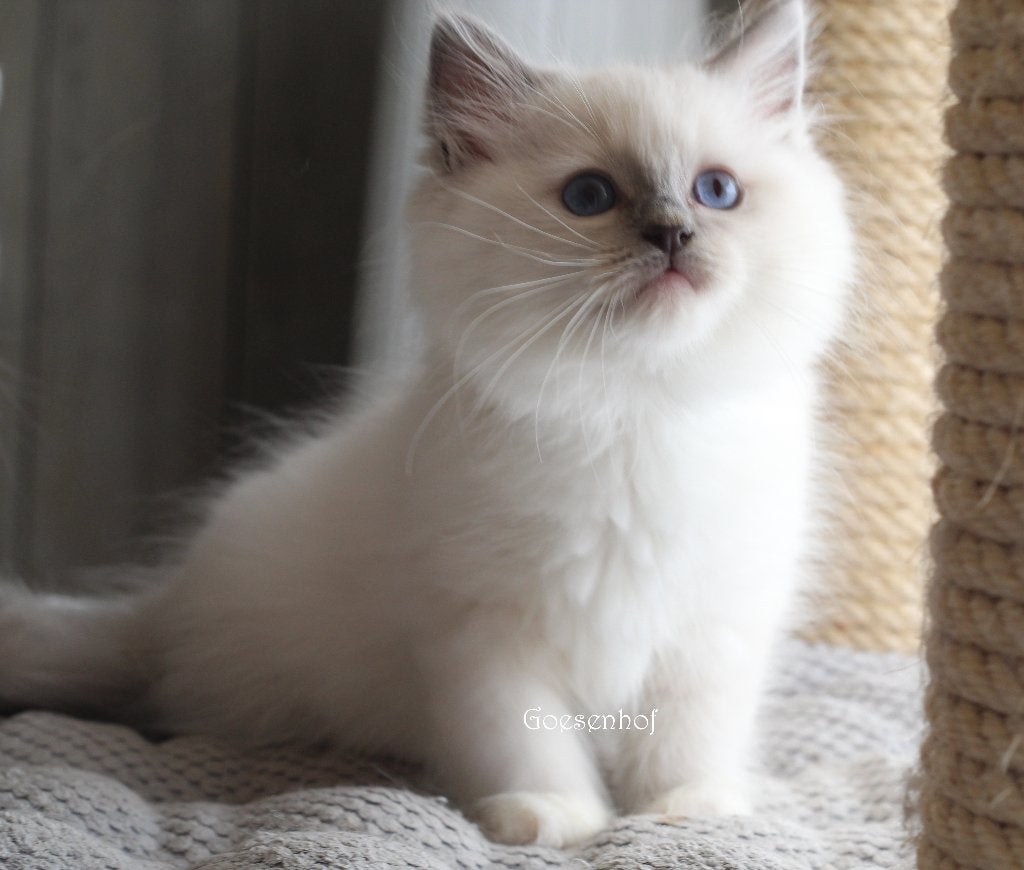 prachtige ragdoll kittens met officiële stamboom, Chat, Avec pedigree, 0 à 2 ans