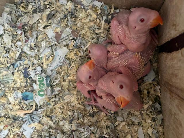 Jonge Halsbandparkiet, Dieren en Toebehoren