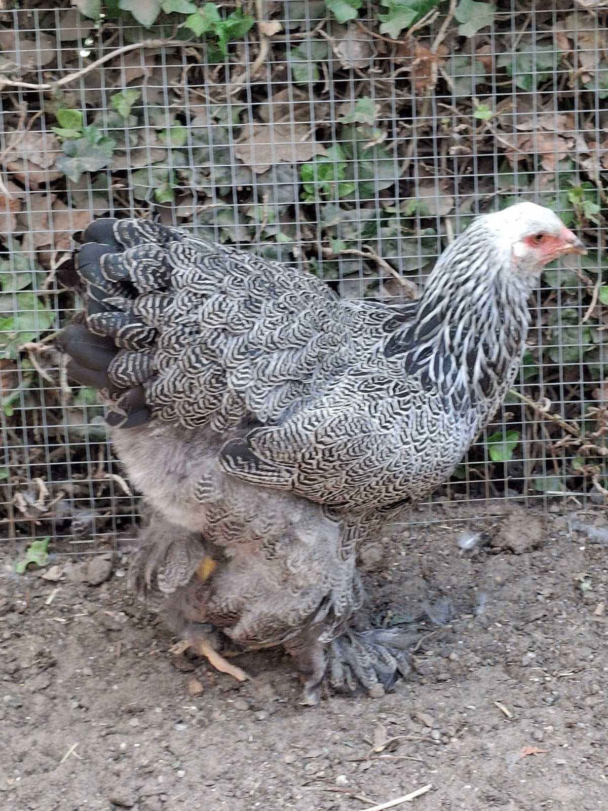 4st.brahma zilverpatrijs hennen, Dieren en Toebehoren, Pluimvee